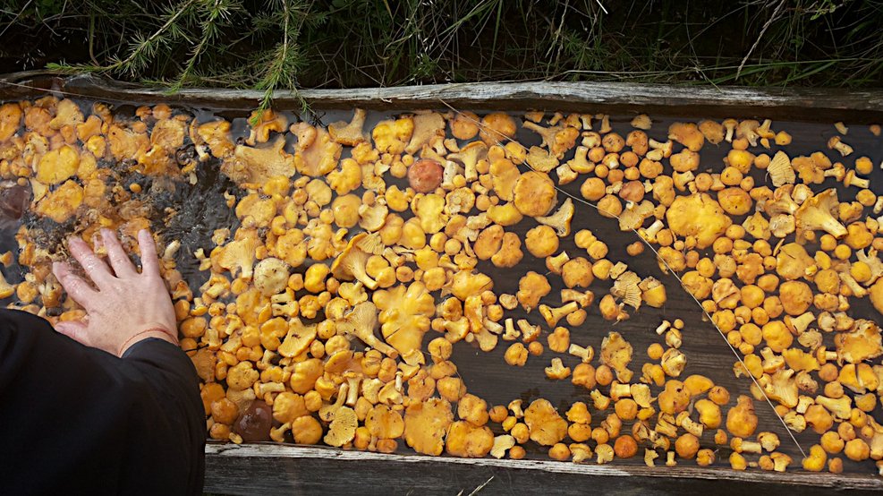 Mushrooms freshly washed