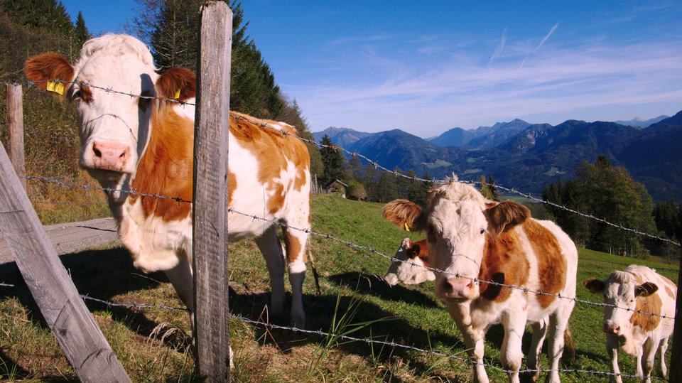 Kühe auf der Alm mit Blick zum Weissensee